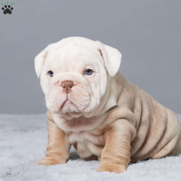 CASSIE, English Bulldog Puppy